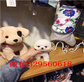  太原哪里能买到俊介犬俊介犬多少钱白色俊介