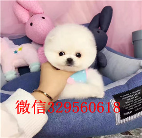  太原哪里能买到俊介犬俊介犬多少钱白色俊介犬韩版俊介哈多利球体