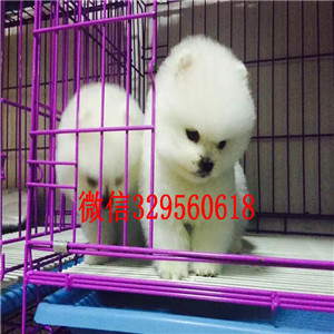  山东东营哪里有卖俊介犬 白色俊介犬出售 黄