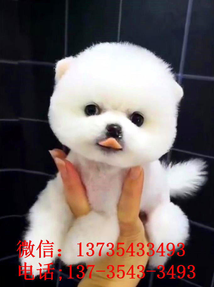 南京宠物狗狗犬舍出售纯种俊介犬活体小型犬