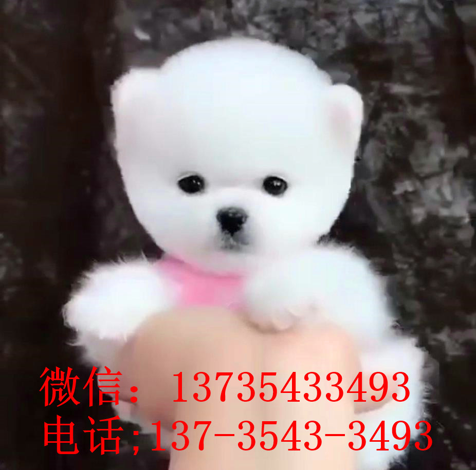 南京宠物狗狗犬舍出售纯种俊介犬活体小型犬