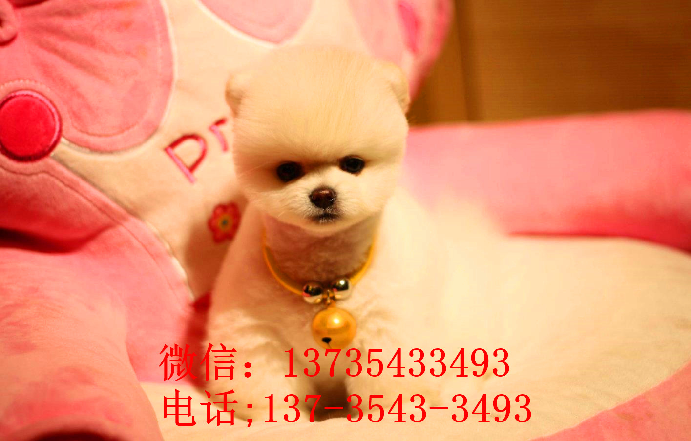 南京犬舍出售纯种俊介犬狗市场在哪买狗卖狗