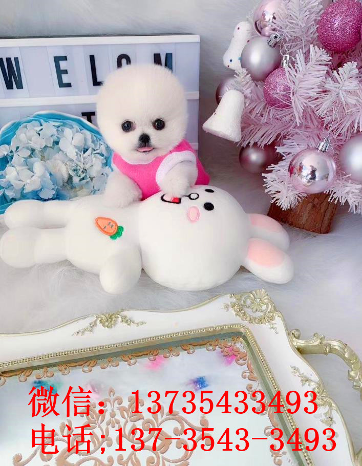 杭州宠物狗狗犬舍出售纯种俊介犬活体小型犬