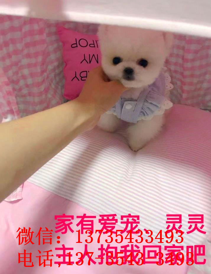 南京犬舍出售纯种俊介犬迷你袖珍犬狗市场在哪有卖狗