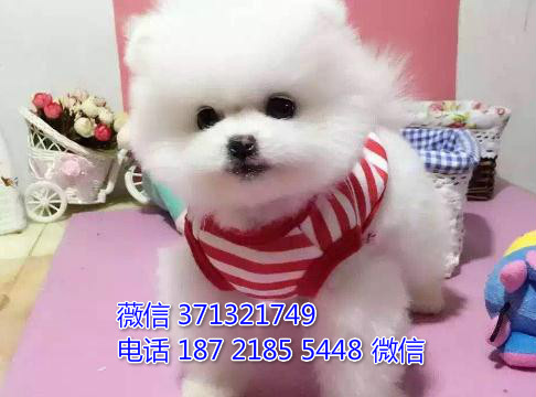 俊介纯种幼犬出售，小型犬狗狗，聪明活泼 苏州犬