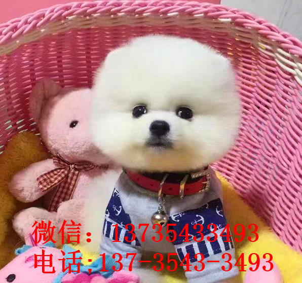 合肥宠物狗狗犬舍出售纯种俊介犬活体小型犬