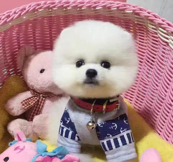 苏州宠物狗狗犬舍出售纯种俊介犬活体小型犬