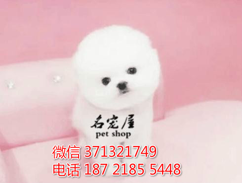 俊介犬出售 杭州犬舍出售俊介犬狗狗 宠物狗狗