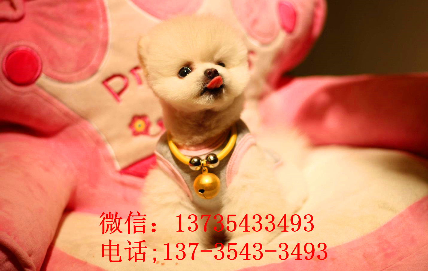 南京犬舍出售纯种俊介犬狗市场在哪买狗卖狗