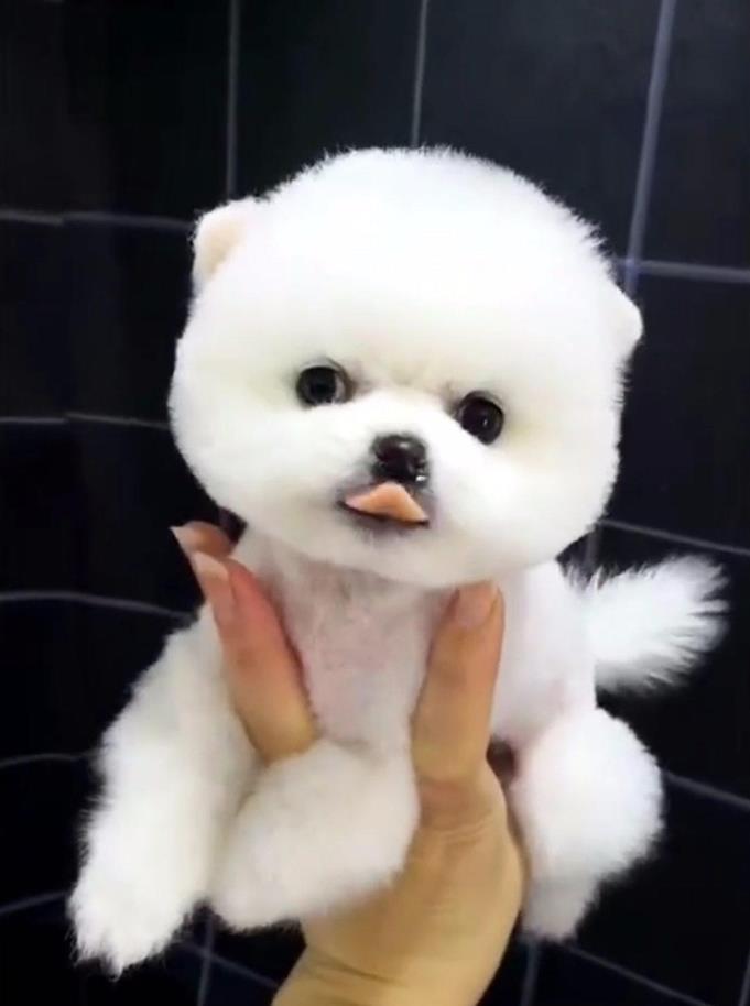 合肥宠物狗狗犬舍出售纯种俊介犬活体小型犬