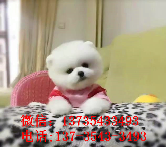 南京犬舍出售纯种俊介犬迷你袖珍犬哪有宠物狗市场