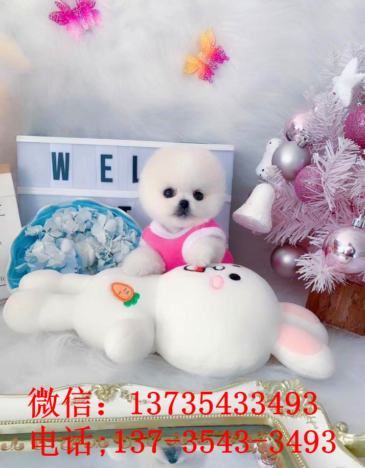 杭州犬舍出售纯种俊介犬狗市场在哪买狗卖狗