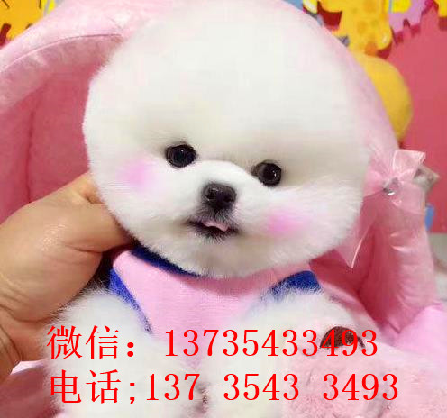 天津宠物狗狗犬舍出售纯种俊介犬活体小型犬