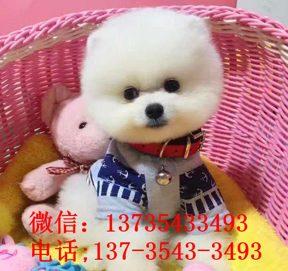 南京犬舍出售纯种俊介犬迷你袖珍犬哪有宠物狗