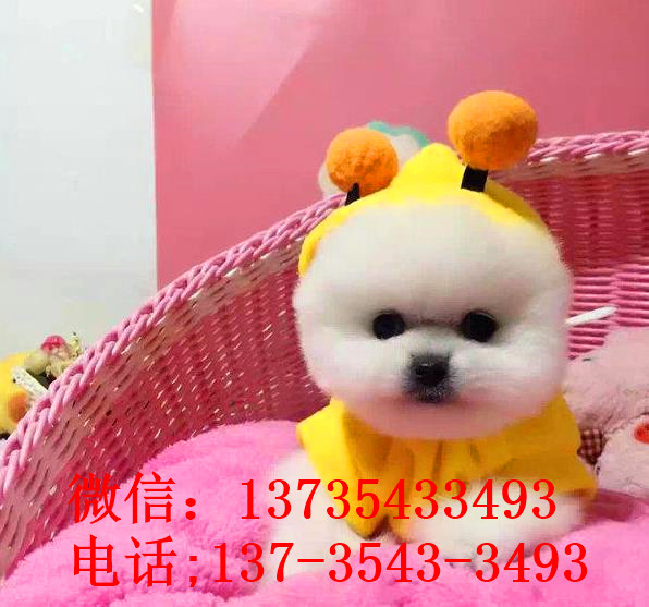 杭州宠物狗狗犬舍出售纯种俊介犬活体小型犬