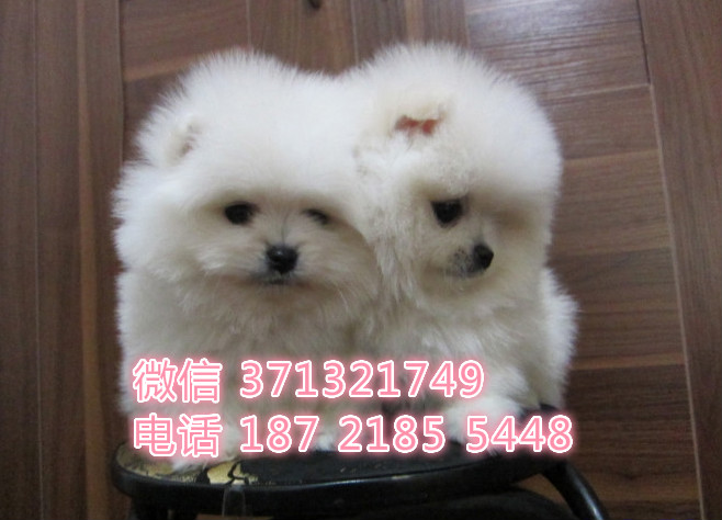 博美狗狗，长不大狗狗疫苗做好，品相好 西安狗场