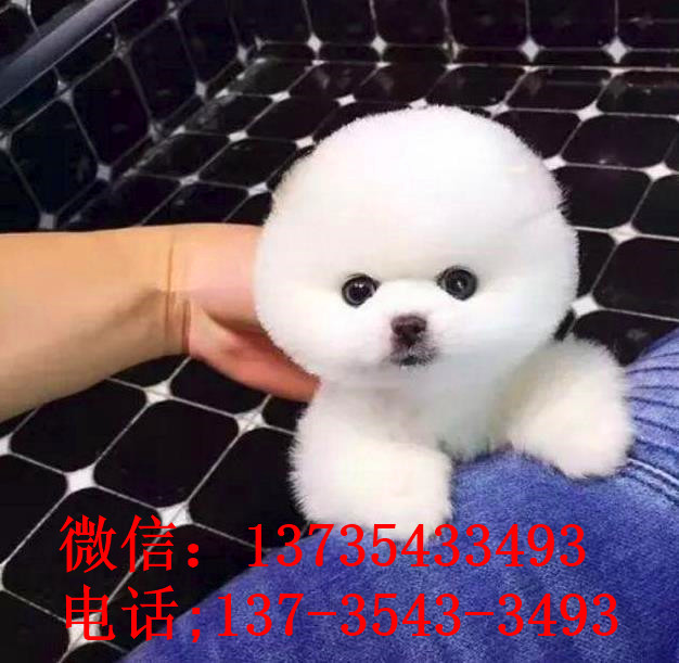 合肥宠物狗狗犬舍出售纯种俊介犬活体小型犬