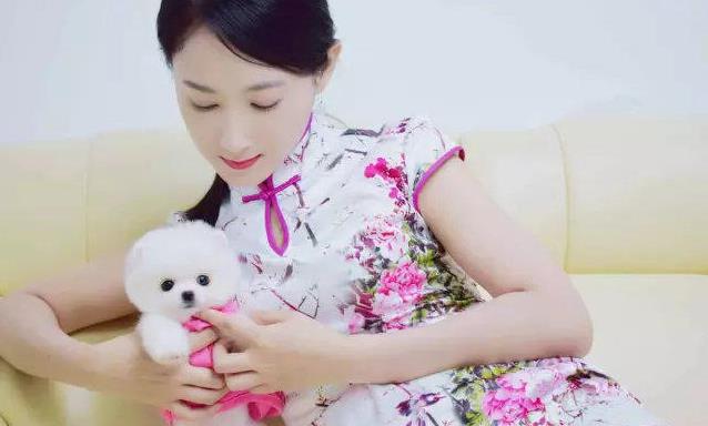 太原宠物狗狗犬舍出售纯种俊介犬活体小型犬