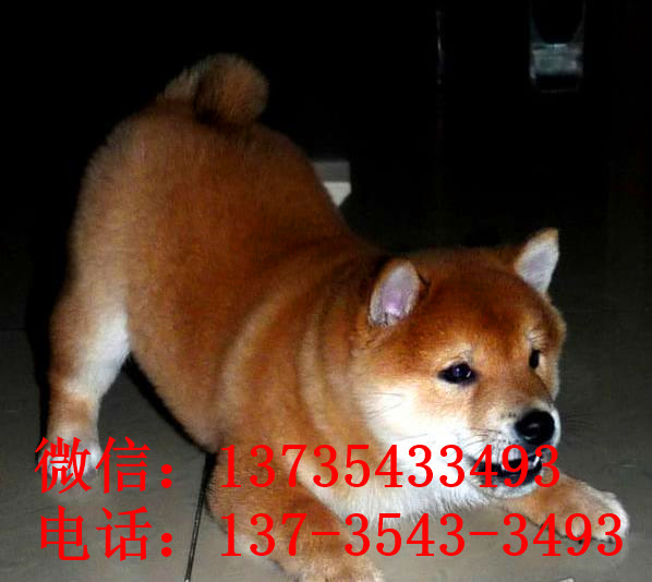 南京宠物狗犬舍出售纯种柴犬幼犬小豆柴领养哪里有柴犬卖狗