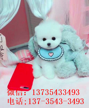 南京犬舍出售纯种俊介犬迷你袖珍犬哪有宠物狗市场