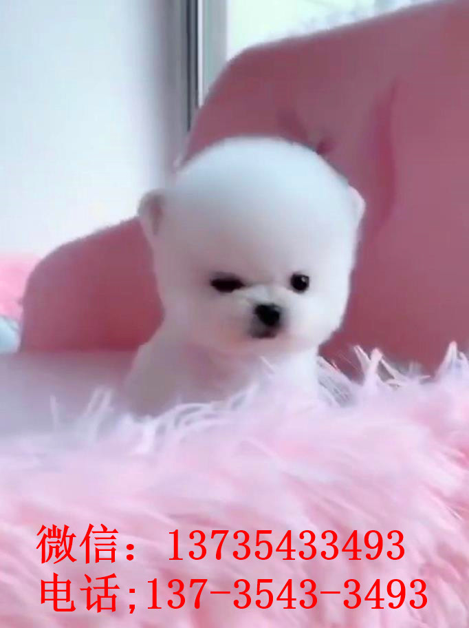 苏州宠物狗狗犬舍出售纯种俊介犬活体小型犬