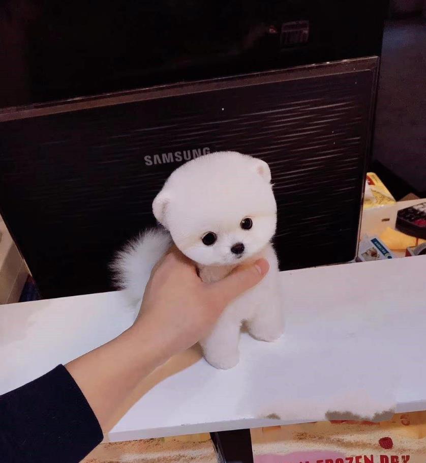 太原宠物狗狗犬舍出售纯种俊介犬活体小型犬