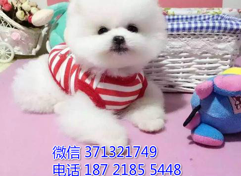 重庆犬舍出售俊介犬狗狗纯种 重庆大型繁殖基地宠物狗狗