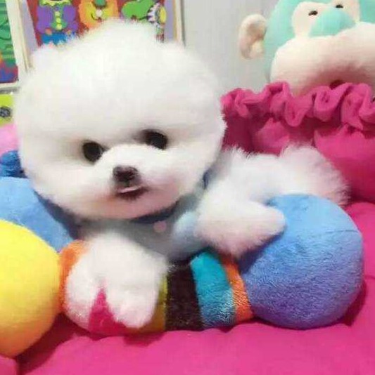 宝鸡犬舍出售纯种俊介犬迷你袖珍犬哪有宠物狗