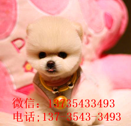 合肥犬舍出售纯种俊介犬狗市场在哪买狗卖狗