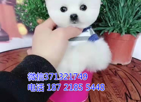 南京犬舍俊介萨摩犬狗狗纯种幼犬 大型犬萨摩