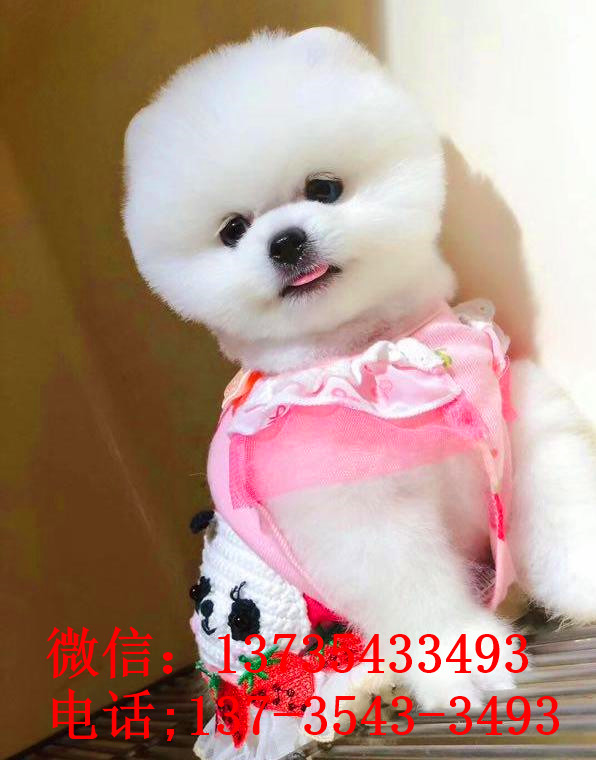 杭州犬舍出售纯种俊介犬迷你袖珍犬哪有宠物狗市场