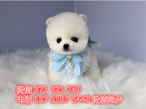 苏州特价俊介犬出售纯种幼犬 苏州哪里有犬舍