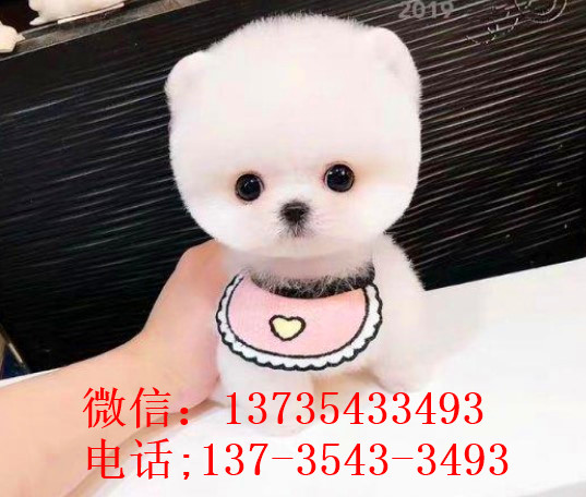 杭州犬舍出售纯种俊介犬迷你袖珍犬哪有宠物狗