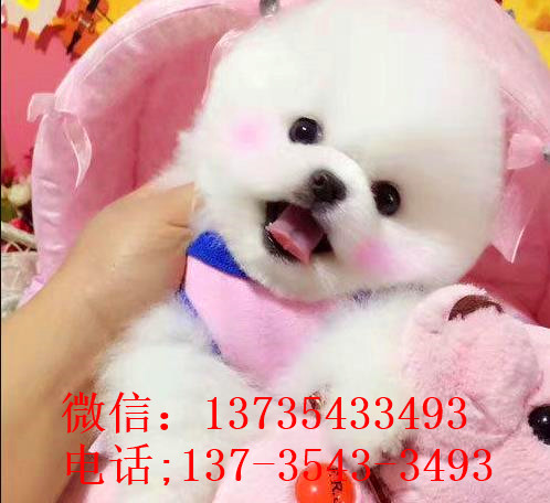 天津犬舍出售纯种俊介犬狗市场在哪买狗卖狗