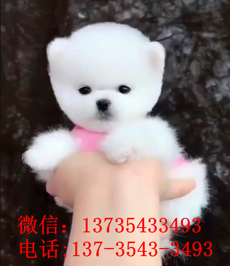 南京宠物狗狗犬舍出售纯种俊介犬活体小型犬