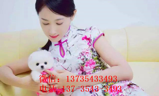 南京犬舍出售纯种俊介犬迷你袖珍犬狗市场在哪有卖狗