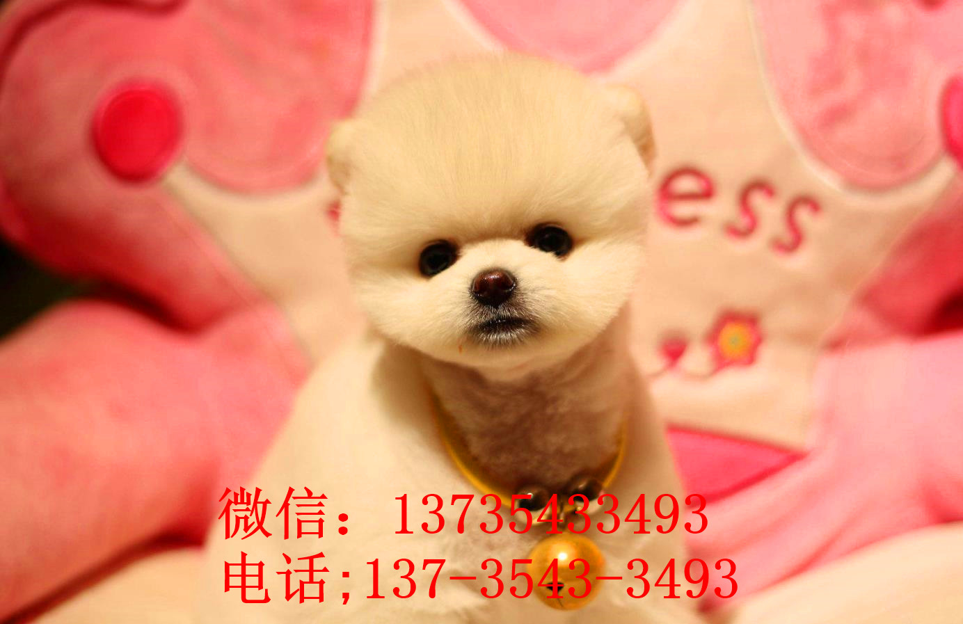 合肥犬舍出售纯种俊介犬狗市场在哪买狗卖狗