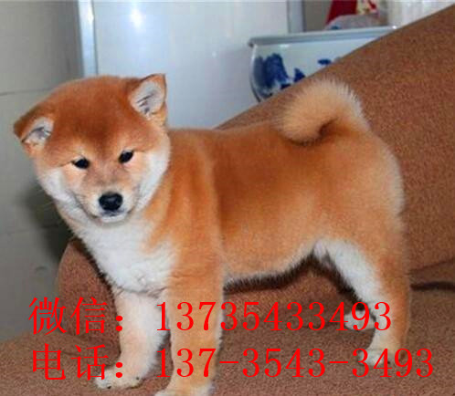 南京宠物狗犬舍出售纯种柴犬幼犬小豆柴领养哪里有柴犬卖狗