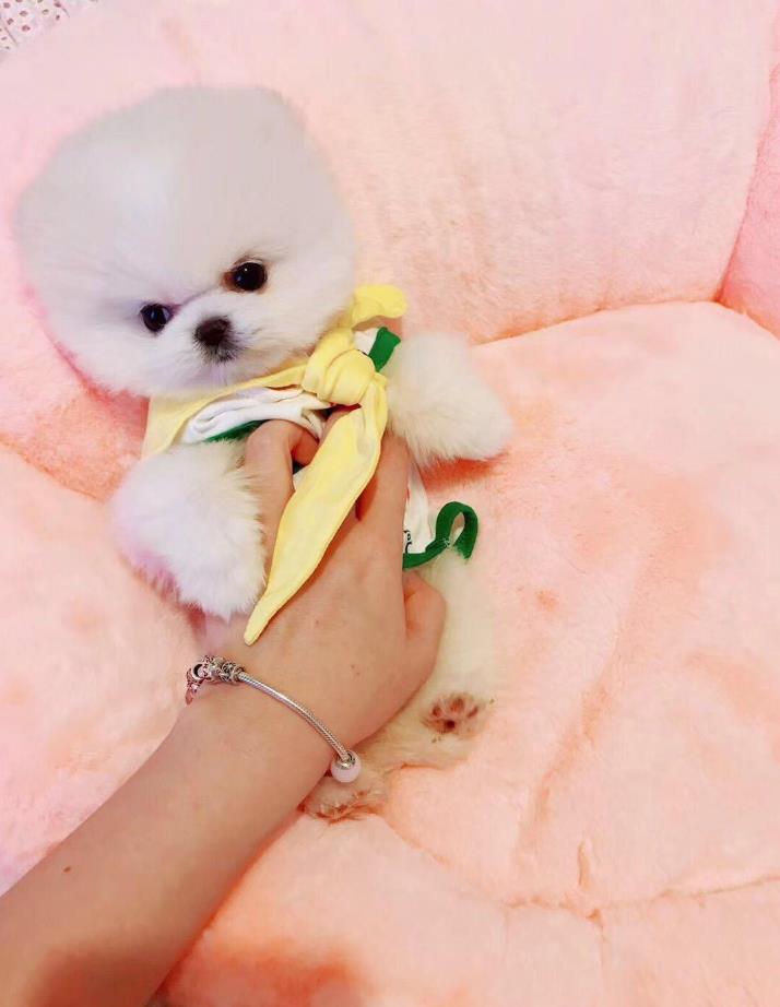 杭州犬舍出售纯种俊介犬迷你袖珍犬狗市场在哪