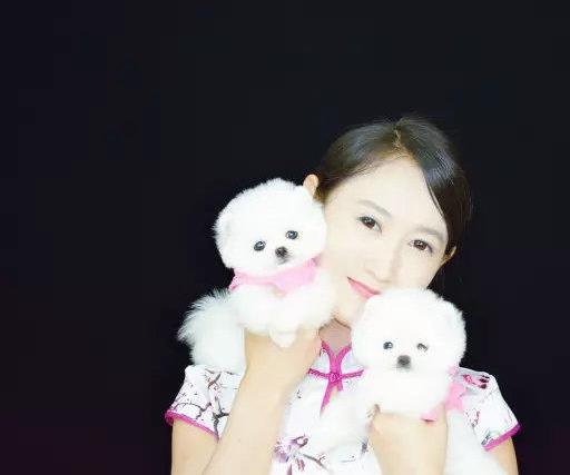 太原宠物狗狗犬舍出售纯种俊介犬活体小型犬