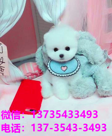 纯种俊介犬正宗茶杯狗南京宠物狗犬舍宠物狗市场在哪里买活体狗