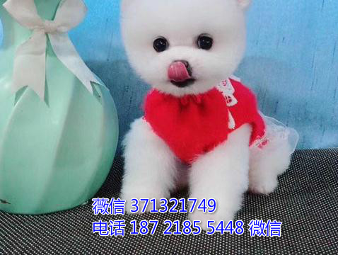 苏州宠物 茶杯犬俊介犬出售纯种幼犬 苏州犬舍子哪里 特价狗狗