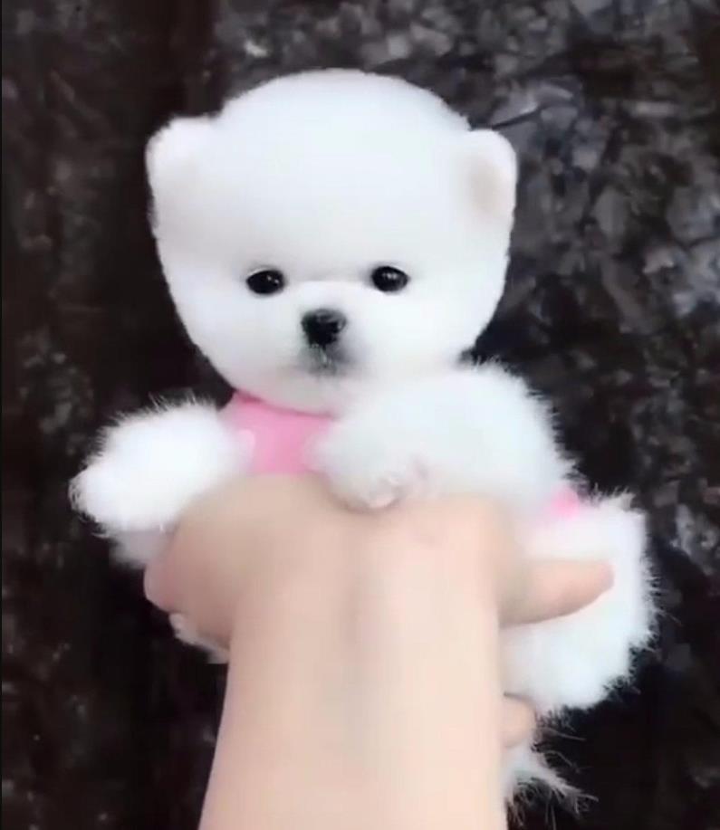 合肥犬舍出售纯种俊介犬茶杯狗袖珍狗宠物狗市