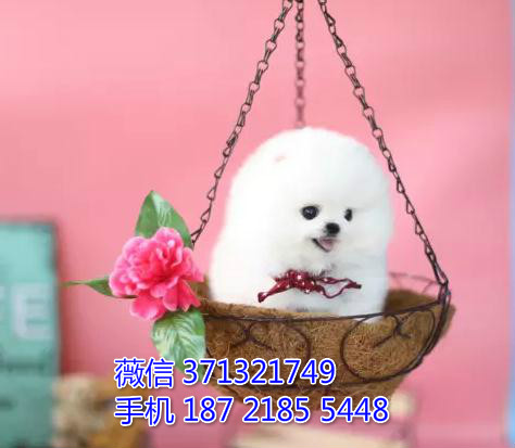 合肥狗狗 俊介出售纯种 合肥犬舍 全国发货