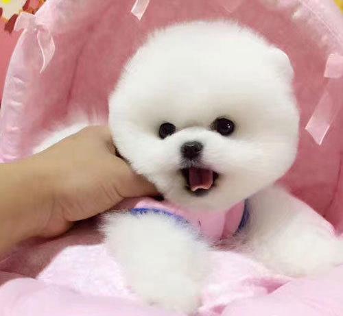 纯种俊介犬正宗茶杯狗天津宠物狗犬舍宠物狗市