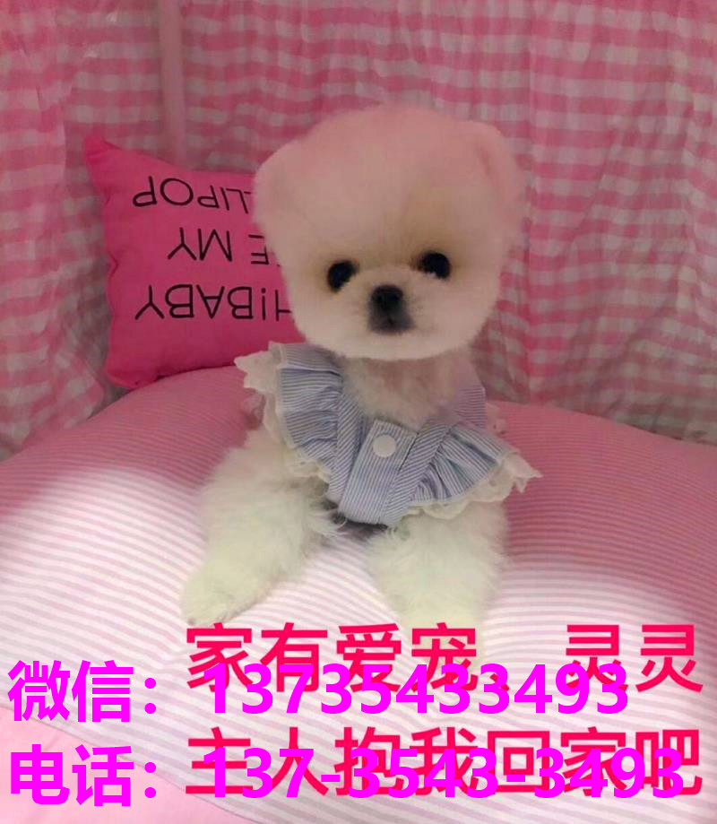 苏州犬舍 出售纯种俊介犬袖珍犬茶杯狗哪里有