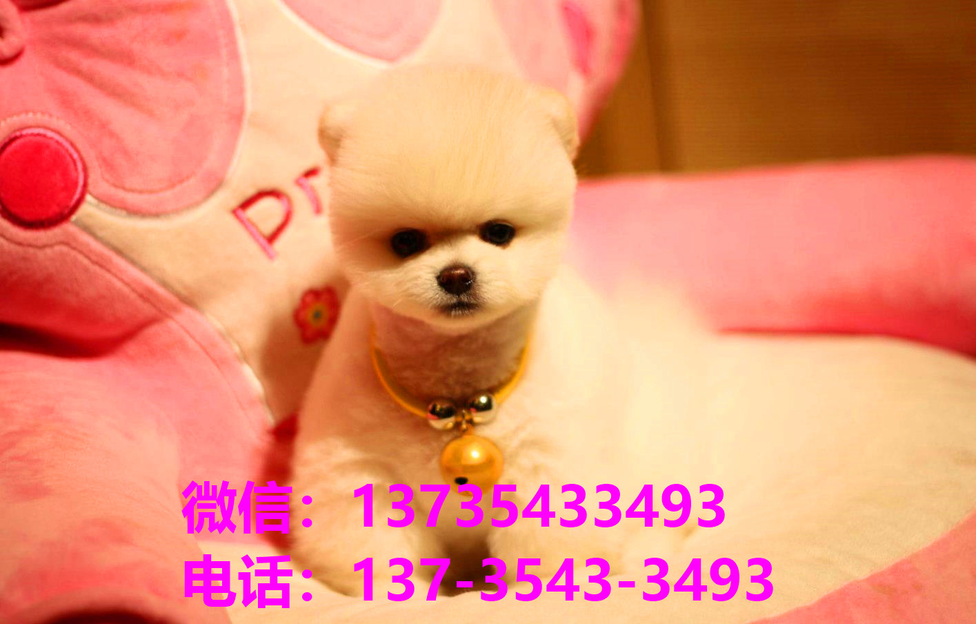 纯种俊介犬正宗茶杯狗南京宠物狗犬舍宠物狗市场在哪里买活体狗