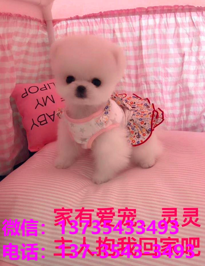 苏州犬舍 出售纯种俊介犬袖珍犬茶杯狗哪里有宠物狗市场领养