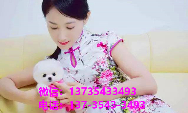 合肥犬舍 出售纯种俊介犬袖珍犬茶杯狗哪里有宠物狗市场领养