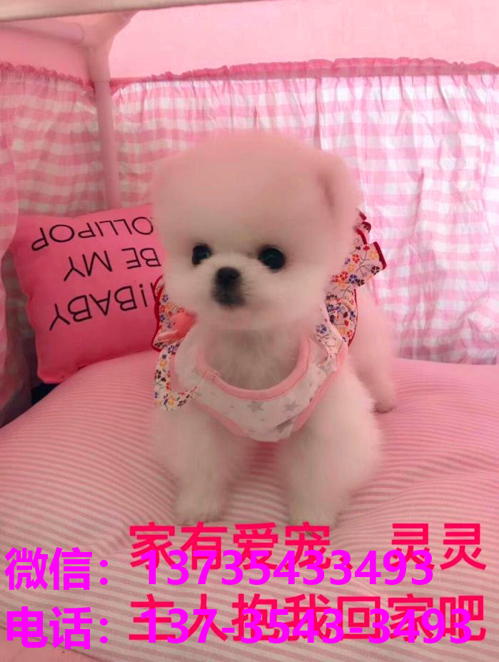 苏州犬舍 出售纯种俊介犬袖珍犬茶杯狗哪里有宠物狗市场领养